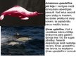 Prezentācija 'Vaļu kārta', 15.