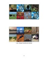 Referāts 'Āfrikas Nacionālie parki', 9.