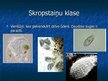 Prezentācija 'Vienšūņi. Skropstaiņu tips', 6.