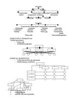 Konspekts 'Vadības teorija', 18.