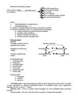 Konspekts 'Vadības teorija', 26.