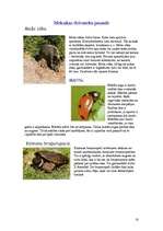 Referāts 'Meksika', 18.