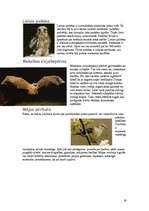 Referāts 'Meksika', 19.