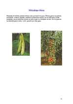 Referāts 'Meksika', 21.