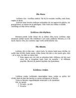 Konspekts 'Lieldienu atrakcijas', 3.