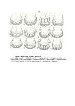 Referāts 'Zirgi', 20.