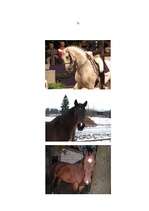 Referāts 'Zirgi', 26.