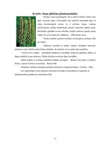 Konspekts 'Labību slimības', 13.