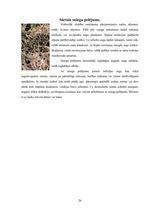 Konspekts 'Labību slimības', 26.