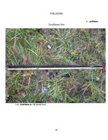 Diplomdarbs 'Nogulumu īpašību izmaiņas Lielā Svētiņu ezera attīstības laikā (laika posmā no h', 49.