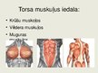 Prezentācija 'Torsa muskulatūra (māksliniekiem)', 4.