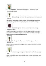 Referāts 'Telpaugu nozīme viesmīlības atmosfēras radīšanā', 10.