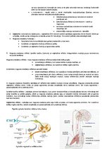 Konspekts 'Centrālā nervu sistēma', 4.