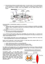 Konspekts 'Centrālā nervu sistēma', 6.