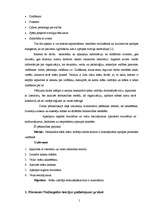 Referāts 'Māsu vadītāja darba stils', 5.