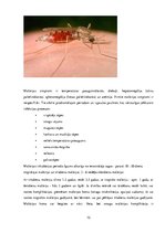 Referāts 'Medicīnas parazitoloģija', 10.