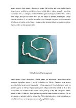 Referāts 'Medicīnas parazitoloģija', 17.