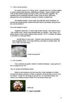 Referāts 'Tautas medicīnas procedūras sejai', 15.