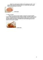 Referāts 'Tautas medicīnas procedūras sejai', 16.