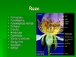 Prezentācija 'Rožu dzimta', 7.