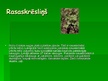 Prezentācija 'Rožu dzimta', 14.
