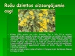 Prezentācija 'Rožu dzimta', 16.