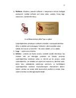 Referāts 'Apģērbu kolekcijas kompozīcija', 17.