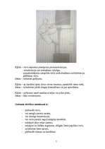 Referāts 'Ugunsdzēsības virves un mezgli', 7.