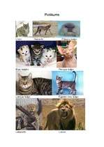 Referāts 'Kaķi', 9.