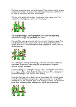 Konspekts 'Autopsy', 6.