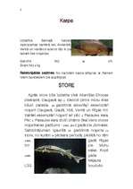 Konspekts 'Zivis', 2.