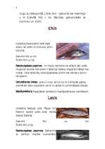 Konspekts 'Zivis', 3.