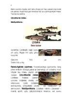 Konspekts 'Zivis', 4.