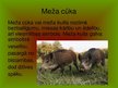 Prezentācija 'Dzīvnieki kā simbols latviešiem', 7.