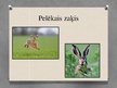 Prezentācija 'Zaķu dzimta', 9.