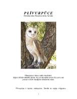 Referāts 'Plīvurpūce', 1.