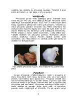 Referāts 'Plīvurpūce', 2.