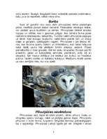 Referāts 'Plīvurpūce', 3.