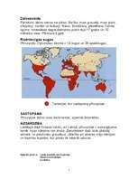 Referāts 'Plīvurpūce', 5.