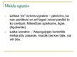 Prezentācija 'Aspazijas dzejoļu krājums "Sarkanās puķes"', 6.