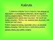 Prezentācija 'Jūdaisms', 11.