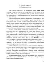 Referāts 'Laistāmā sastāva ietekme uz tomātu augšanu', 4.