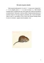 Konspekts 'Meža strupaste', 3.