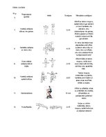 Prezentācija 'Divpadsmit dažādi vingrinājumi svaru zālē', 3.