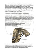E-grāmata 'Cilvēka anatomija: galvaskauss', 20.
