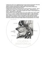E-grāmata 'Cilvēka anatomija: galvaskauss', 23.