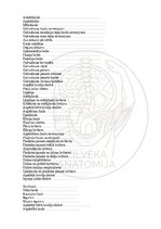 E-grāmata 'Cilvēka anatomija: galvaskauss', 30.