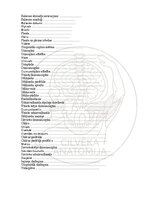 E-grāmata 'Cilvēka anatomija: galvaskauss', 34.