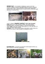 Konspekts 'Latvijas ieži', 4.