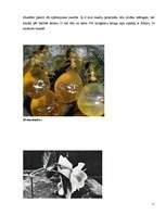 Referāts 'Skudras', 11.